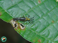 Dictyopsocus pennicornis