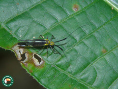 Dictyopsocus pennicornis
