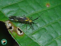 Dictyopsocus pennicornis