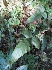 Stegnogramma wilfordii