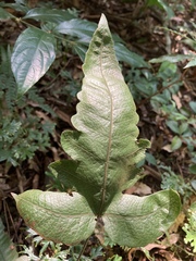 Stegnogramma wilfordii