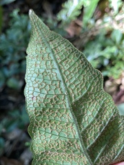 Stegnogramma wilfordii