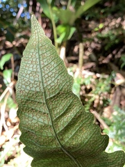 Stegnogramma wilfordii