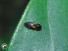 Cardiophorinae