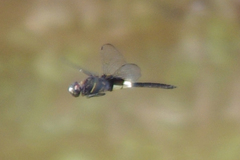Pseudothemis zonata