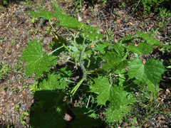 Cnidoscolus angustidens