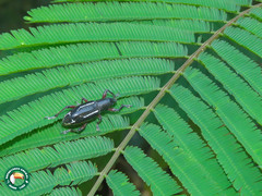 Alocorhinus succinctus