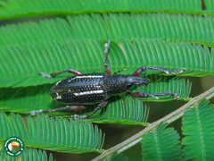 Alocorhinus succinctus