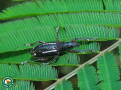 Alocorhinus succinctus