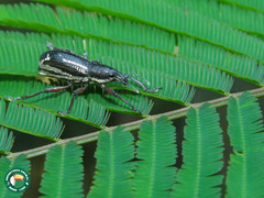 Alocorhinus succinctus