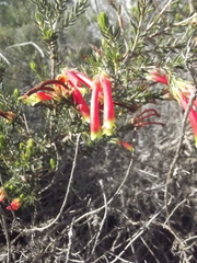 Erica unicolor