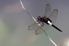 Pseudothemis zonata