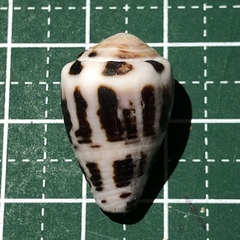 Conus chaldaeus