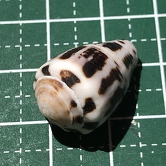 Conus chaldaeus