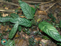 Ctenanthe setosa