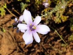 Moraea crispa