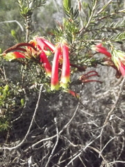 Erica unicolor