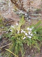 Oxytropis squammulosa