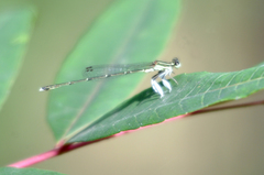 Platycnemis phyllopoda