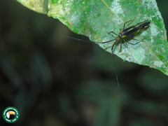 Dictyopsocus pennicornis