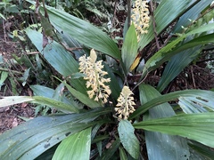 Calanthe formosana