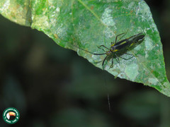 Dictyopsocus pennicornis