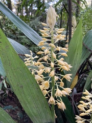 Calanthe formosana