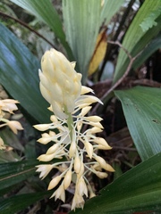Calanthe formosana