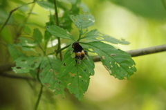 Phytomia