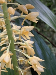 Calanthe formosana