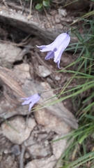 Campanula excisa