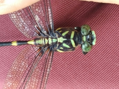 Ictinogomphus decoratus