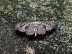 Uraniidae