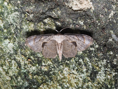 Uraniidae