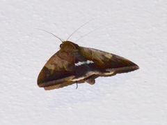 Artena dotata