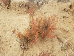 Haplophyllum dauricum