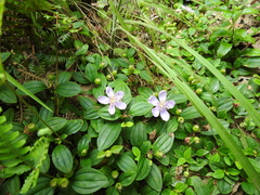 Melastoma dodecandrum