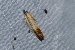 Eucosma umbrastriana