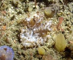 Capnella gaboensis image