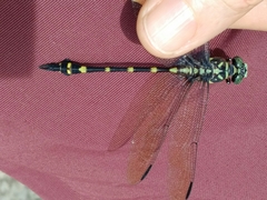 Ictinogomphus decoratus