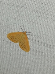 Eubaphe