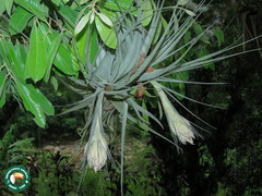Tillandsia gardneri