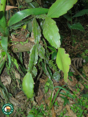Rhipsalis elliptica