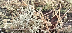 Cladonia botrytes