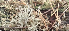 Cladonia botrytes