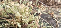 Cladonia botrytes