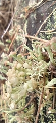Cladonia botrytes