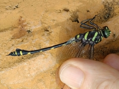 Ictinogomphus decoratus