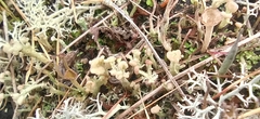 Cladonia botrytes