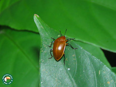 Iphiclus tenuecinctus